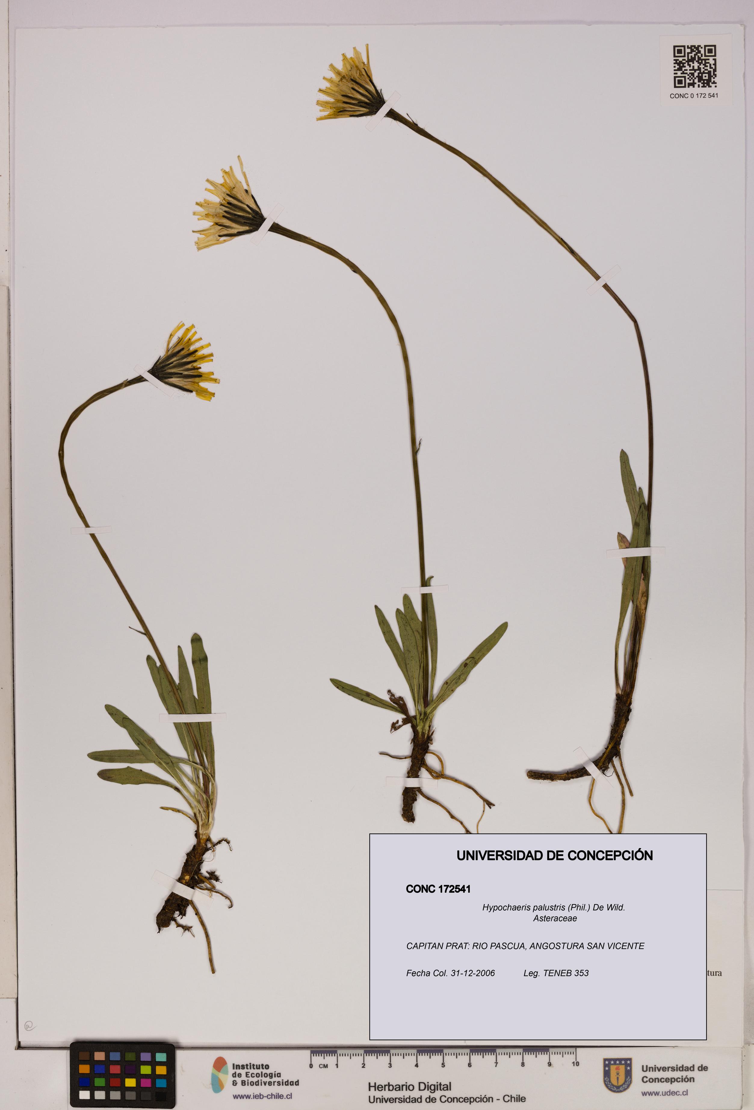 Hypochaeris palustris [Espécimen: UDEC:CONC:0172541]