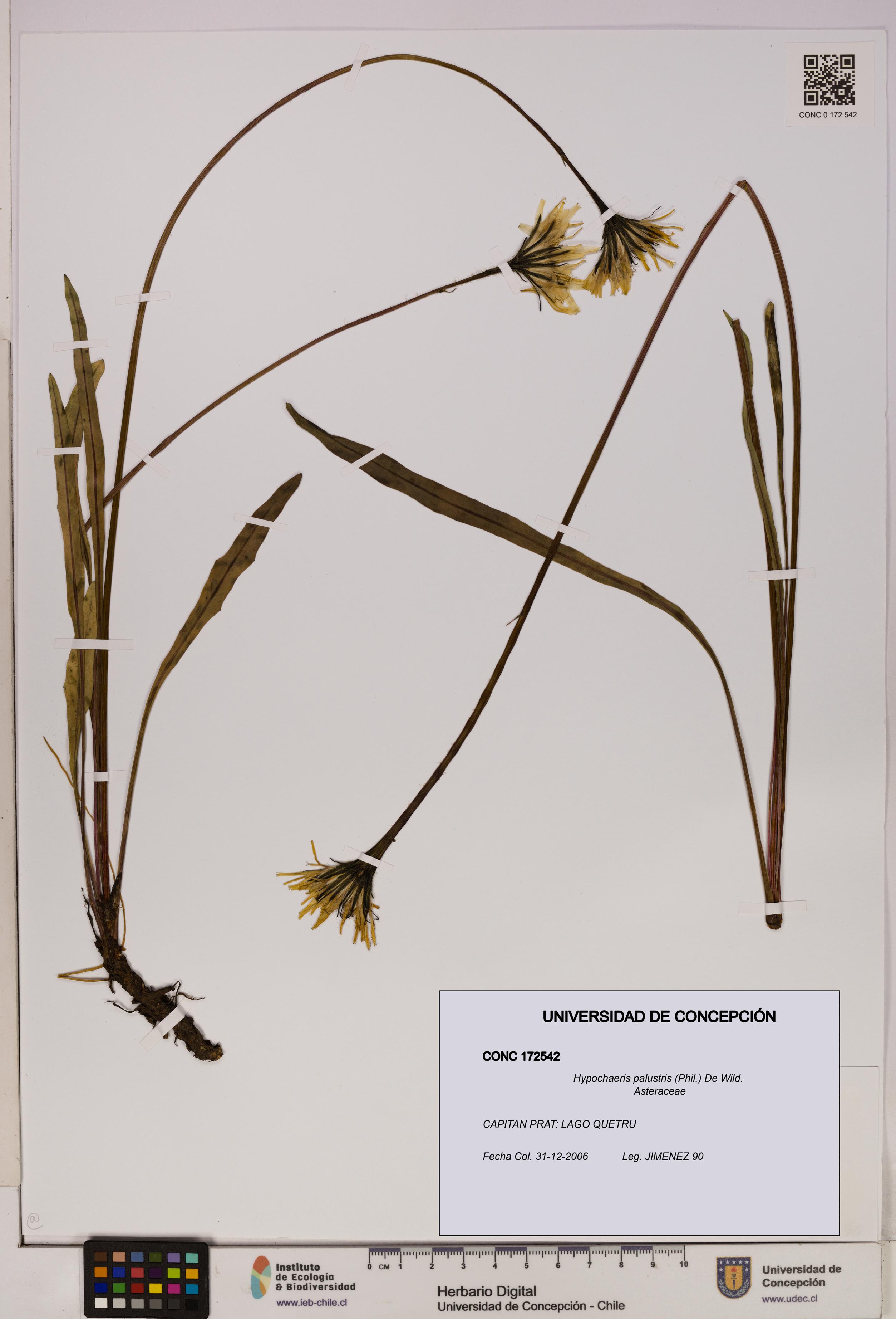 Hypochaeris palustris [Espécimen: UDEC:CONC:0172542]