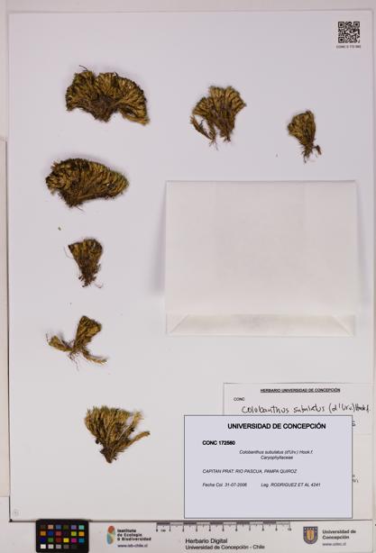 Colobanthus subulatus [Espécimen: UDEC:CONC:0172560]