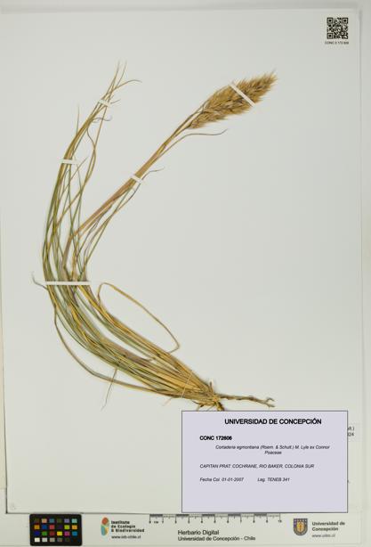 Cortaderia egmontiana [Espécimen: UDEC:CONC:0172606]