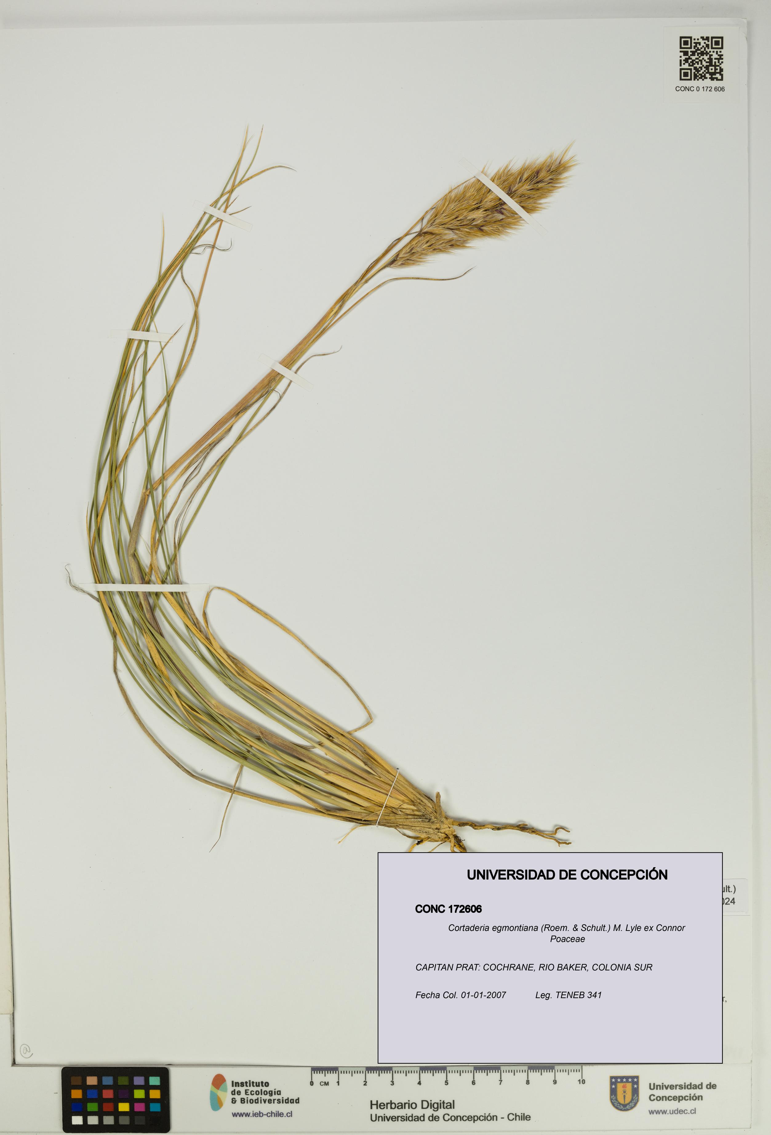 Cortaderia egmontiana [Espécimen: UDEC:CONC:0172606]