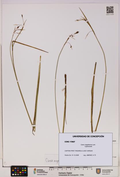 Carex magellanica [Espécimen: UDEC:CONC:0172627]