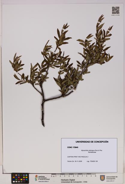 Myoschilos oblongus [Espécimen: UDEC:CONC:0172643]