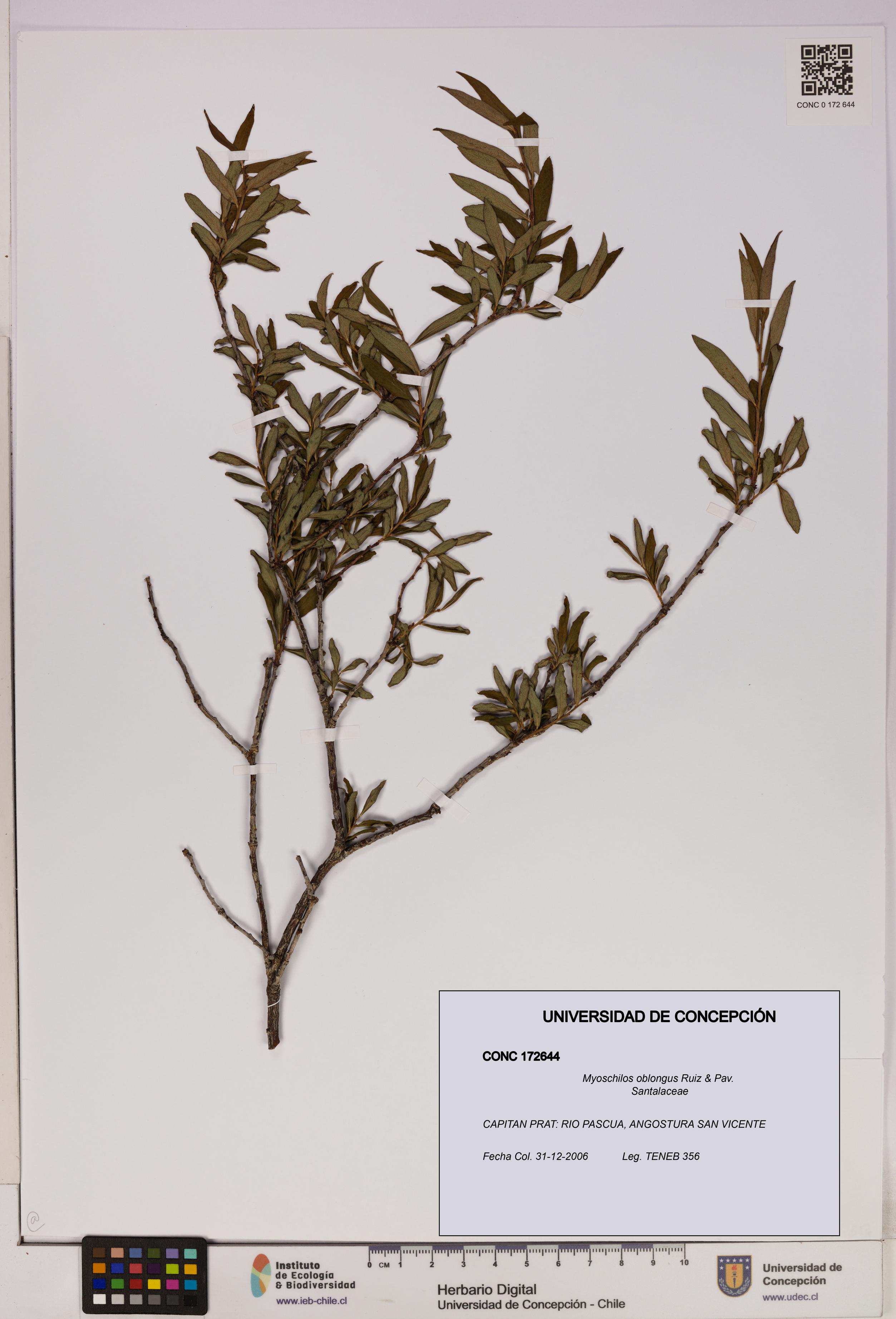 Myoschilos oblongus [Espécimen: UDEC:CONC:0172644]