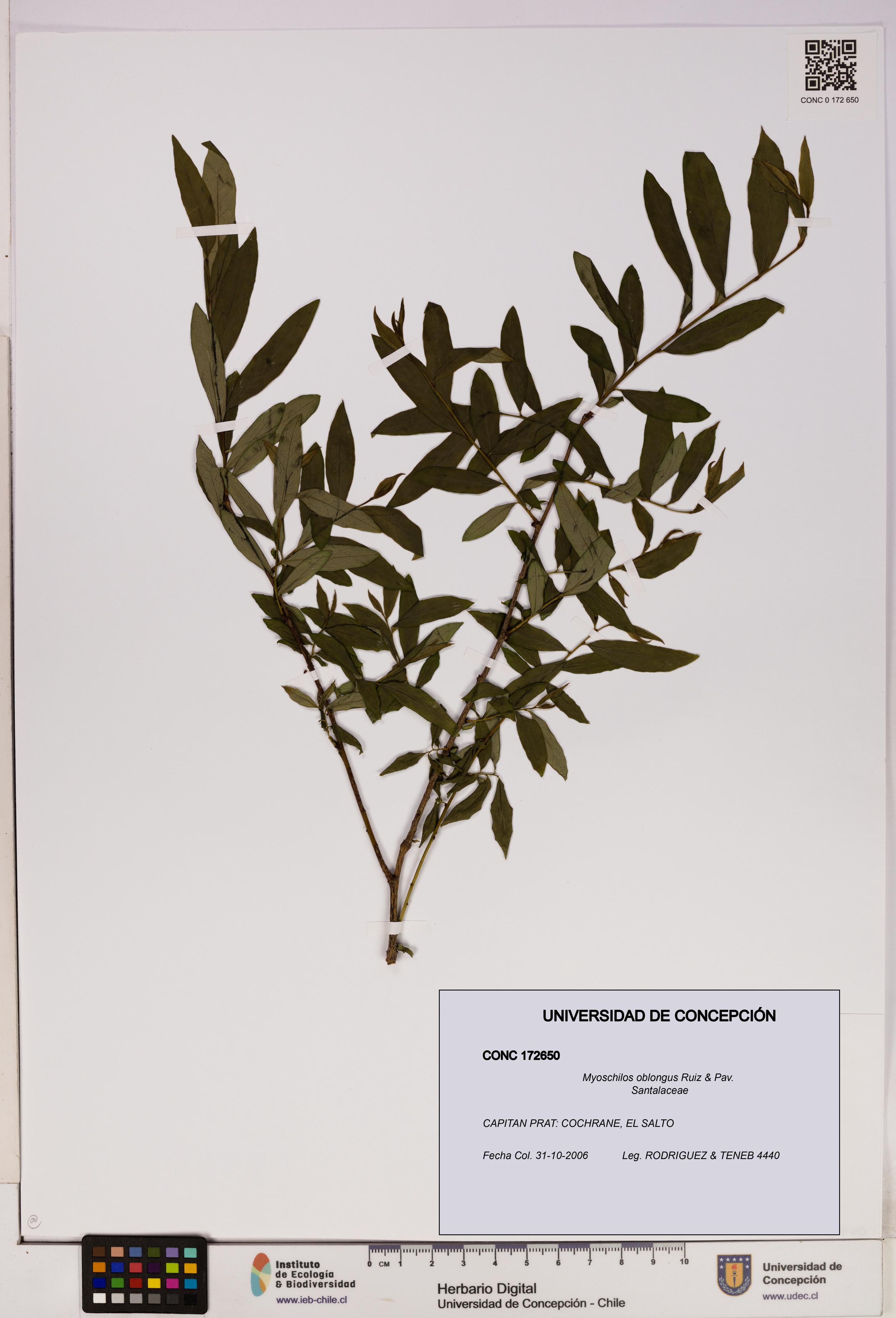 Myoschilos oblongus [Espécimen: UDEC:CONC:0172650]