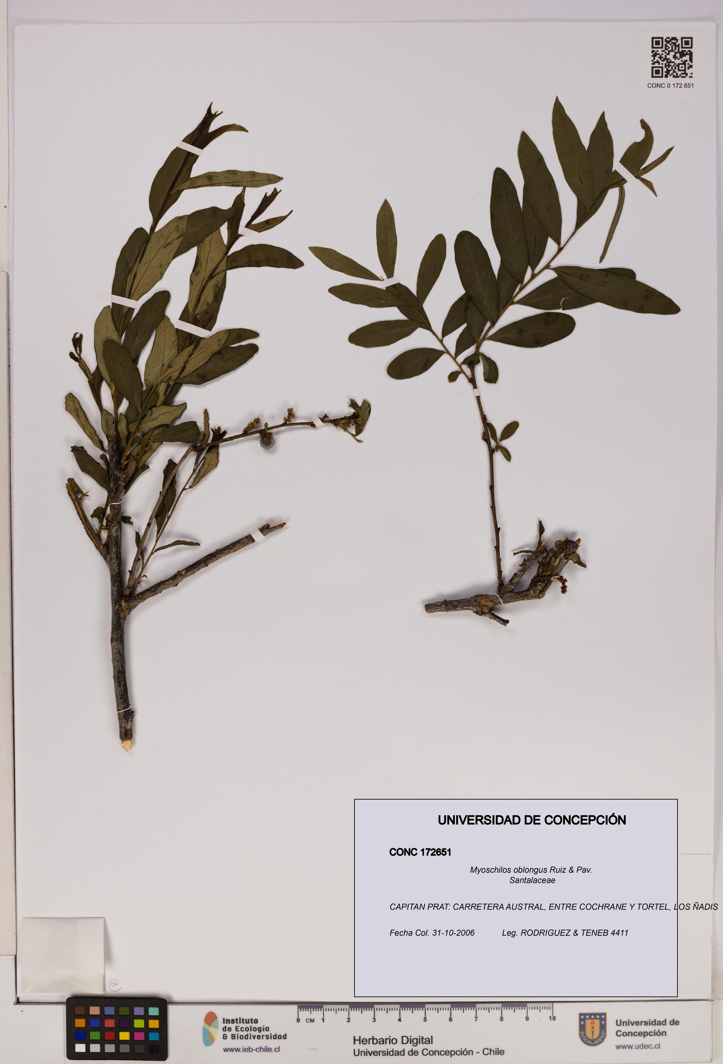 Myoschilos oblongus [Espécimen: UDEC:CONC:0172651]