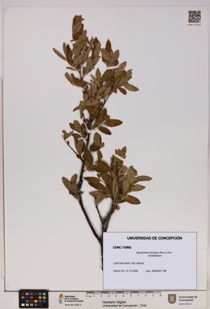 Myoschilos oblongus [Espécimen: UDEC:CONC:0172652]