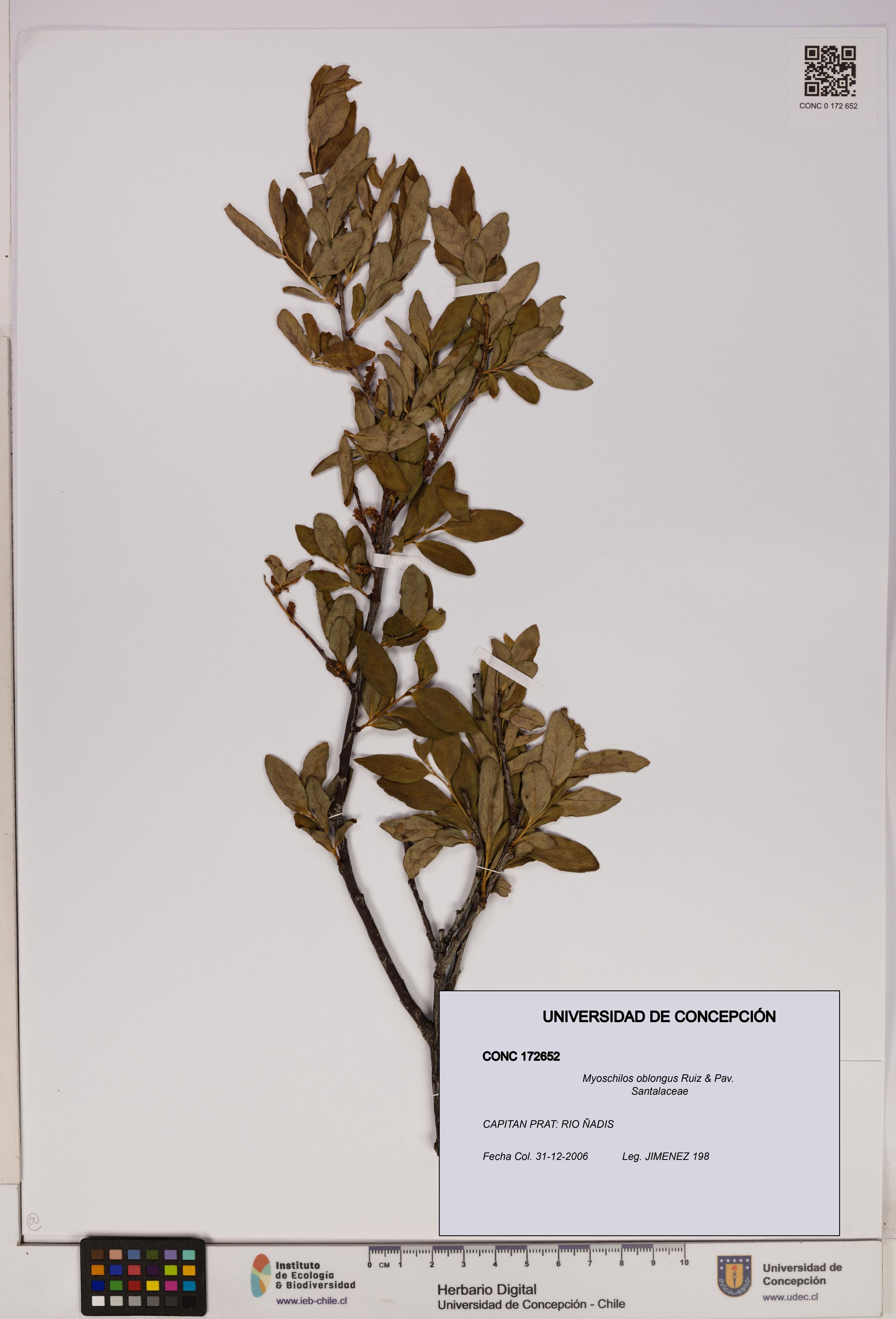 Myoschilos oblongus [Espécimen: UDEC:CONC:0172652]