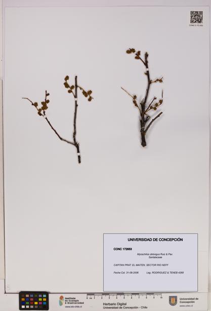 Myoschilos oblongus [Espécimen: UDEC:CONC:0172653]