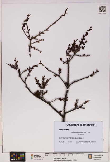 Myoschilos oblongus [Espécimen: UDEC:CONC:0172654]