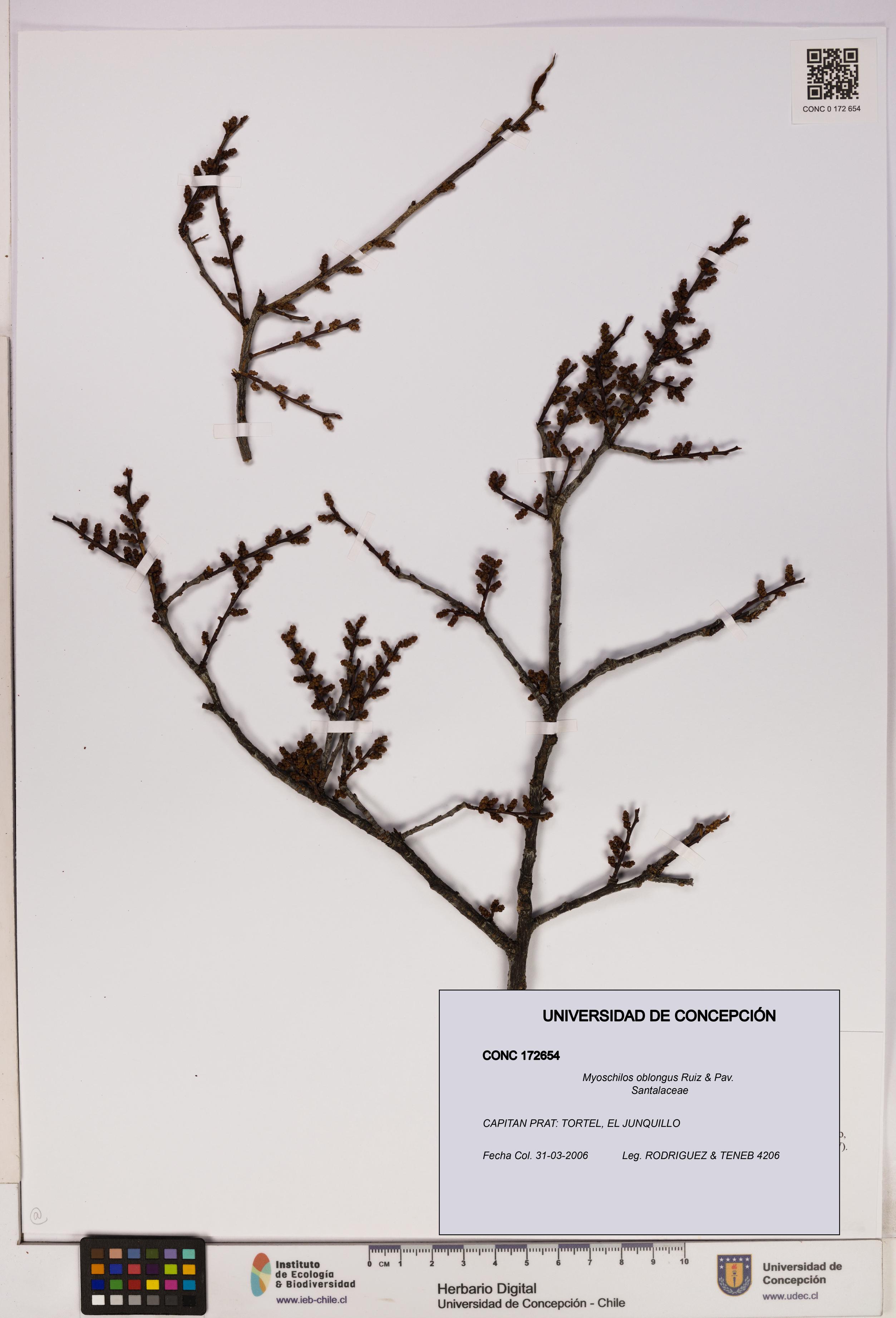 Myoschilos oblongus [Espécimen: UDEC:CONC:0172654]