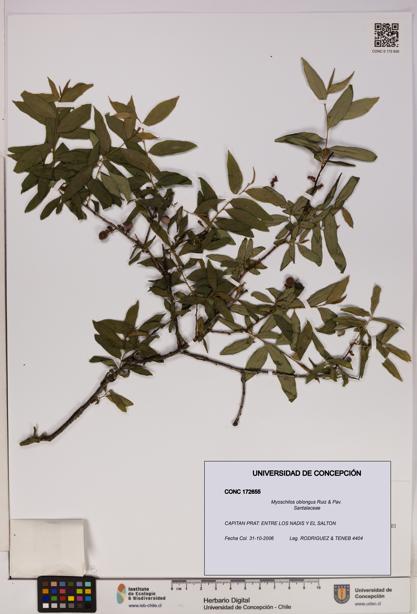 Myoschilos oblongus [Espécimen: UDEC:CONC:0172655]