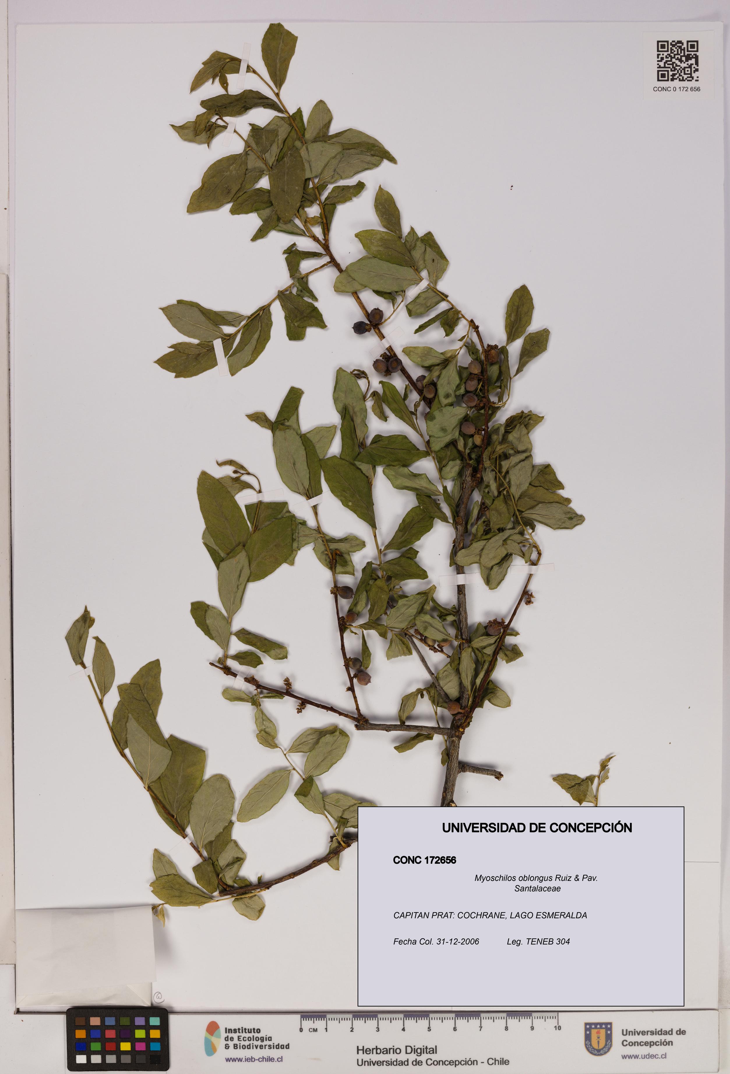 Myoschilos oblongus [Espécimen: UDEC:CONC:0172656]