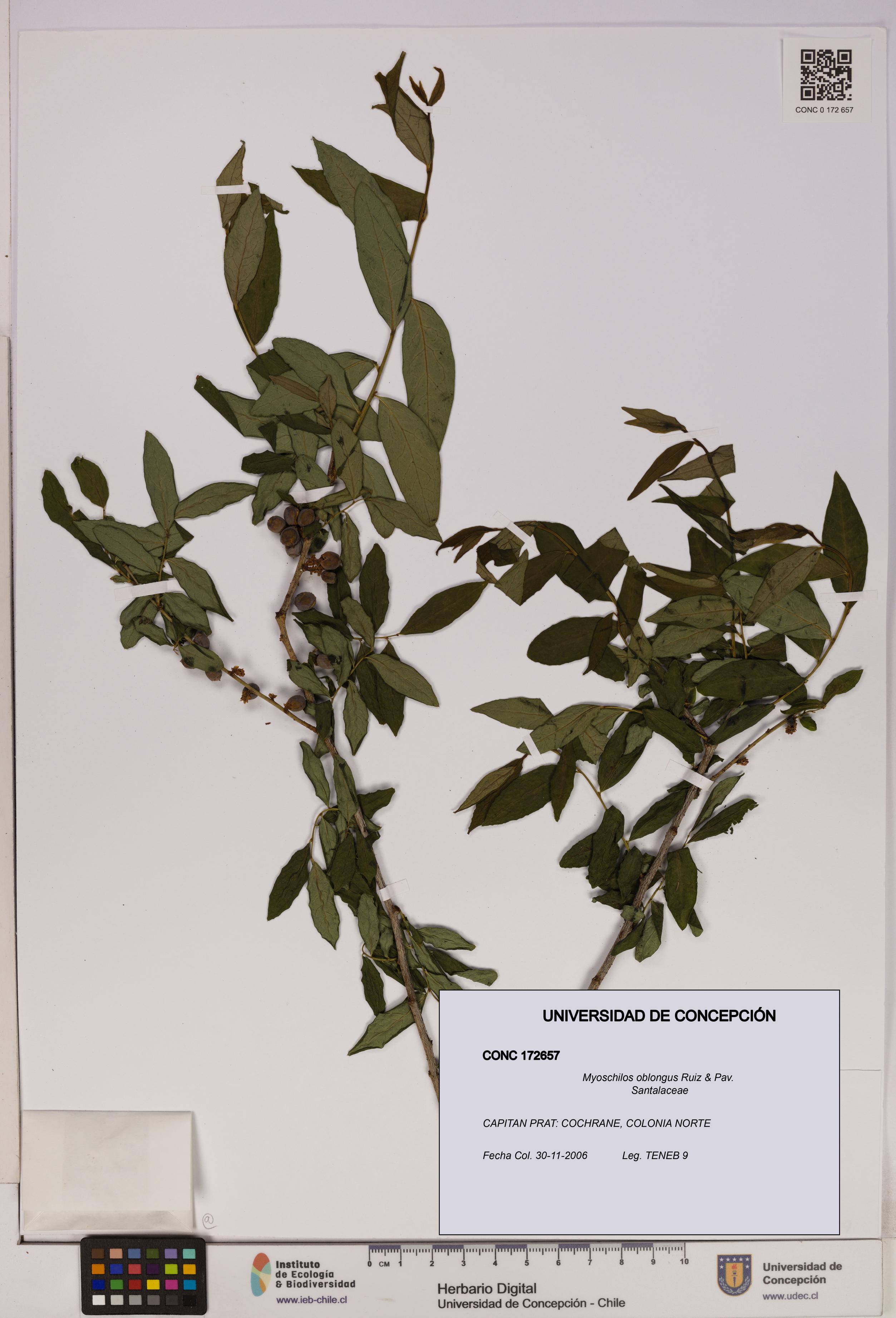 Myoschilos oblongus [Espécimen: UDEC:CONC:0172657]