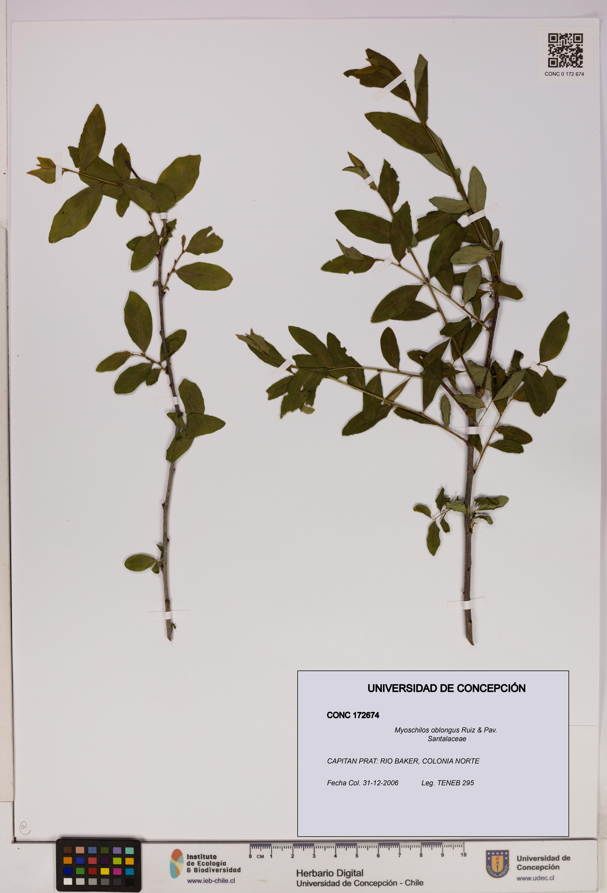 Myoschilos oblongus [Espécimen: UDEC:CONC:0172674]