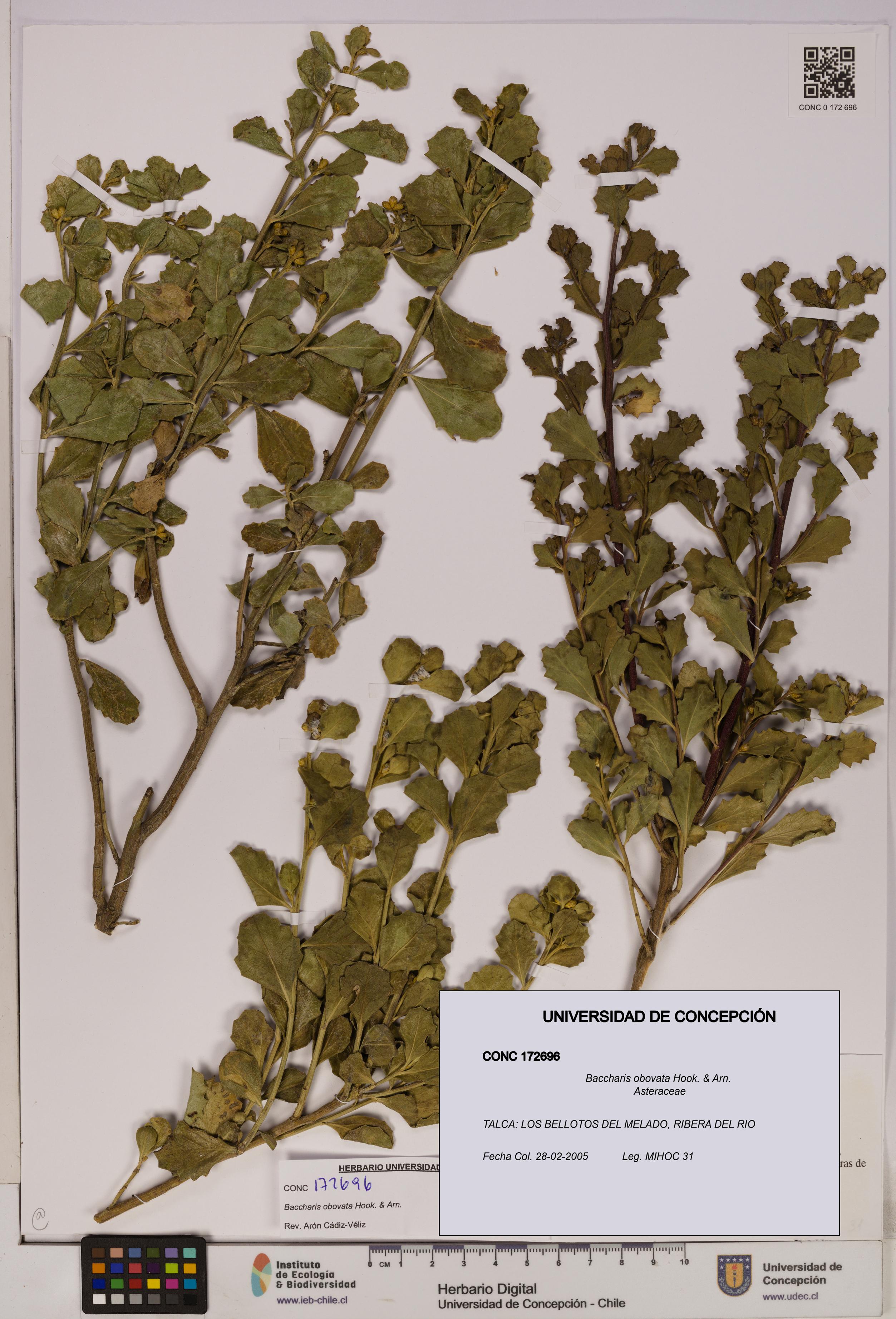 Baccharis obovata [Espécimen: UDEC:CONC:0172696]