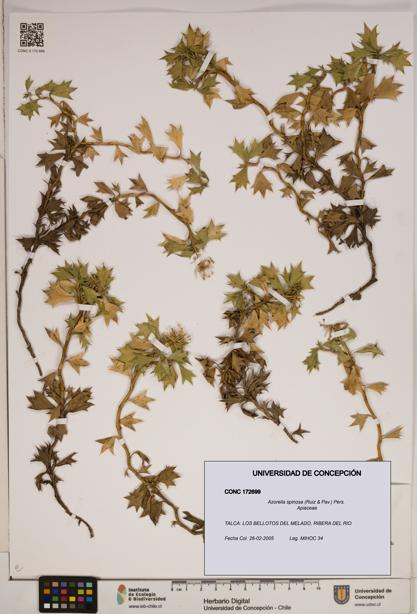 Azorella spinosa [Espécimen: ]