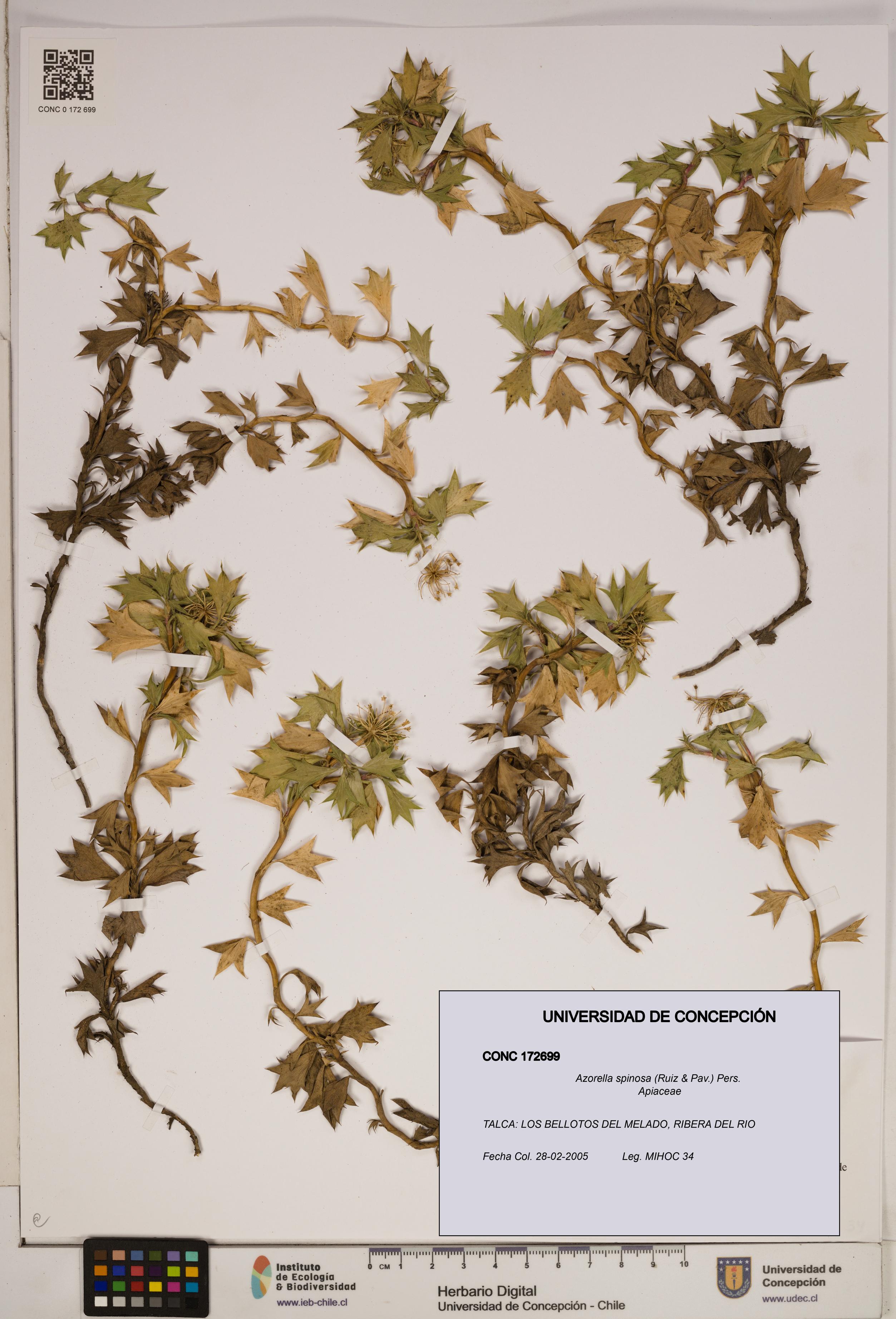 Azorella spinosa [Espécimen: ]
