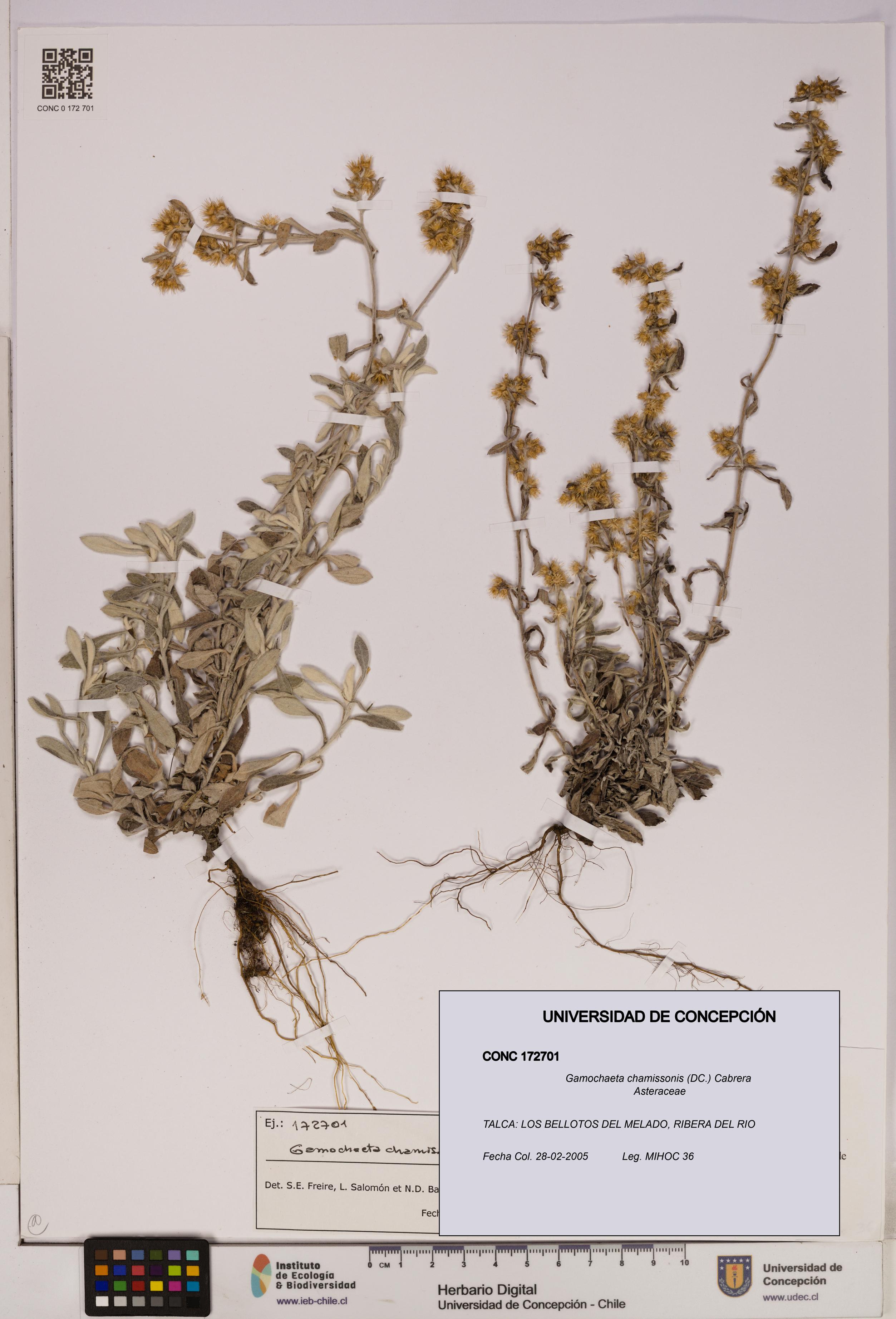 Gamochaeta chamissonis [Espécimen: UDEC:CONC:0172701]