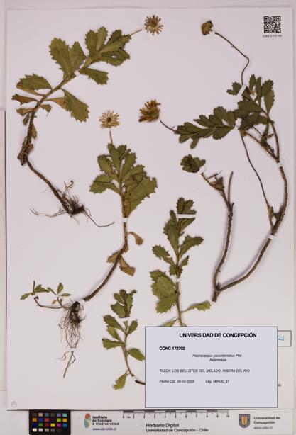 Haplopappus paucidentatus [Espécimen: UDEC:CONC:0172702]