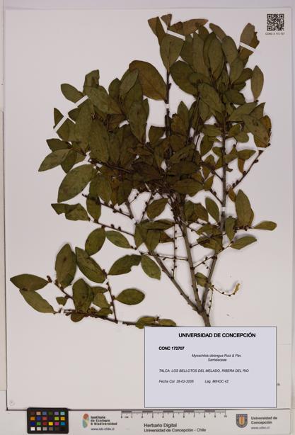 Myoschilos oblongus [Espécimen: UDEC:CONC:0172707]