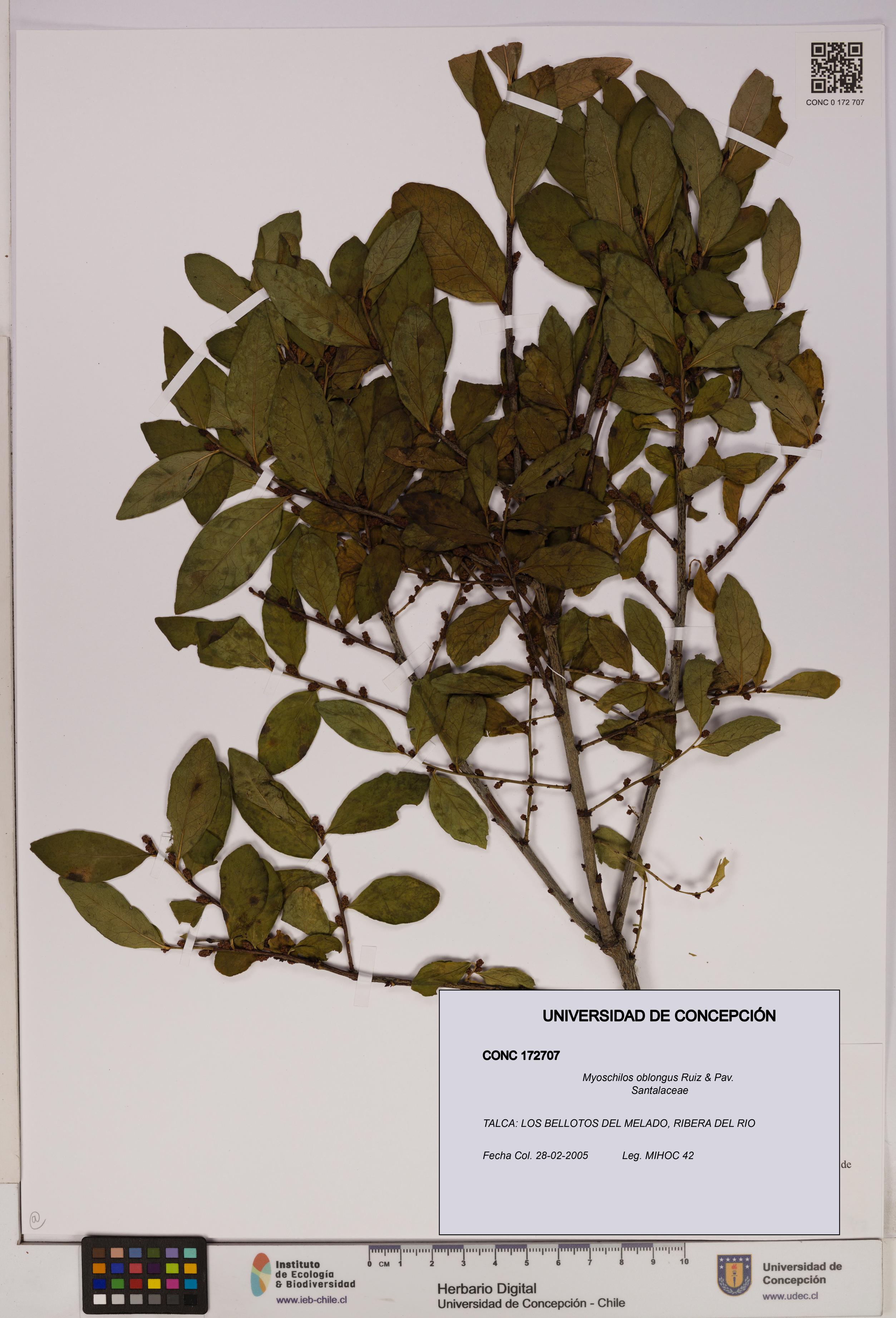 Myoschilos oblongus [Espécimen: UDEC:CONC:0172707]