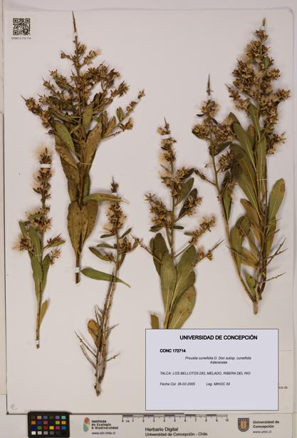 Proustia cuneifolia subsp. cuneifolia [Espécimen: UDEC:CONC:0172714]