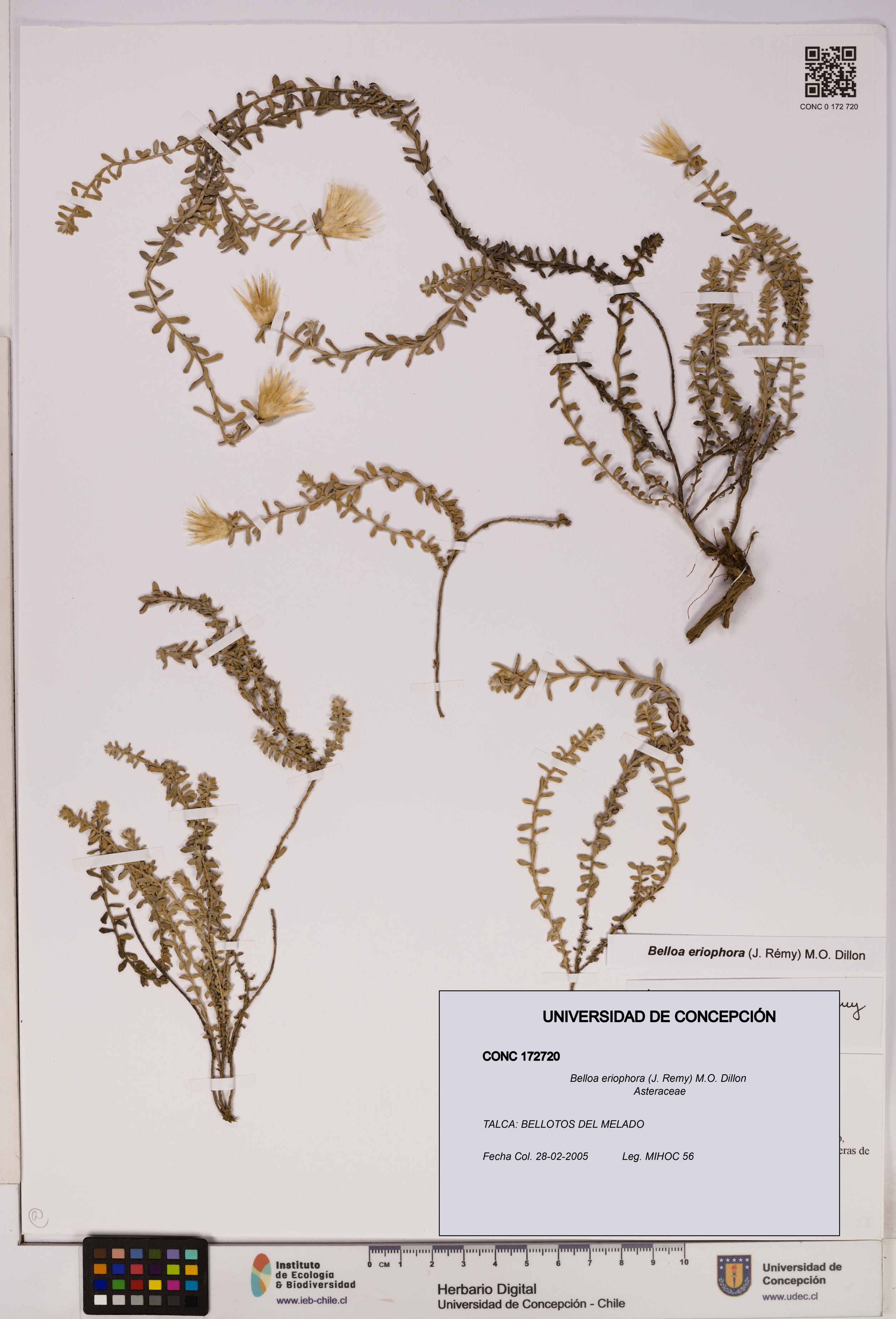 Belloa eriophora [Espécimen: UDEC:CONC:0172720]