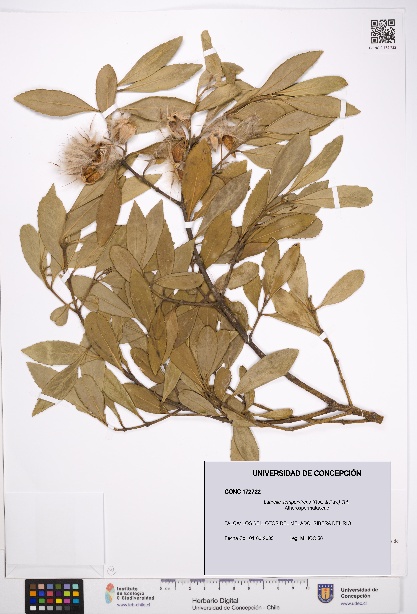 Laurelia sempervirens [Espécimen: UDEC:CONC:0172722]