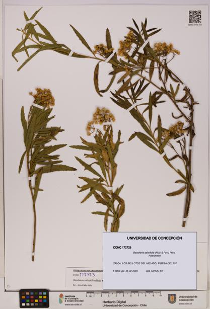 Baccharis salicifolia [Espécimen: UDEC:CONC:0172723]