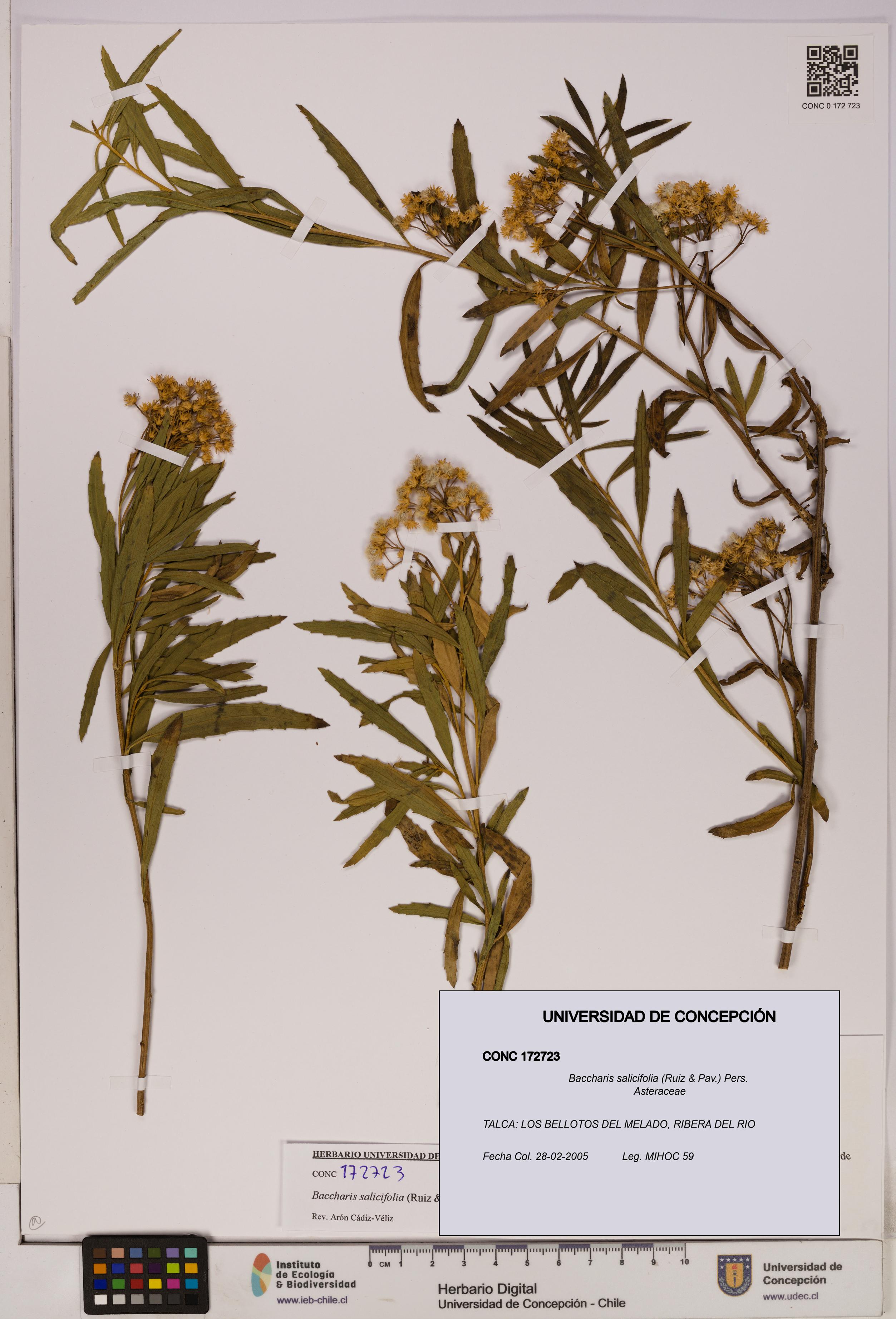 Baccharis salicifolia [Espécimen: UDEC:CONC:0172723]