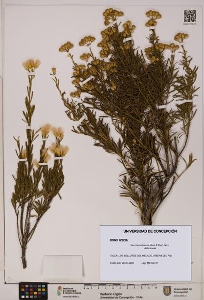 Baccharis linearis [Espécimen: UDEC:CONC:0172725]
