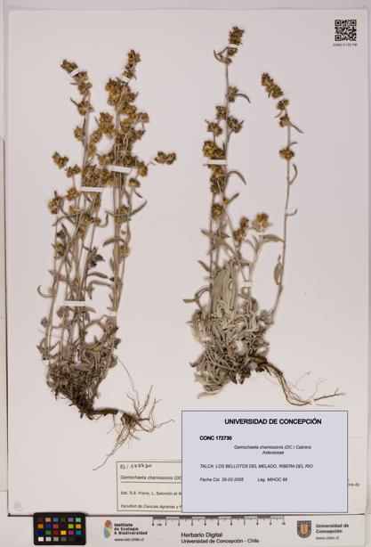 Gamochaeta chamissonis [Espécimen: UDEC:CONC:0172730]