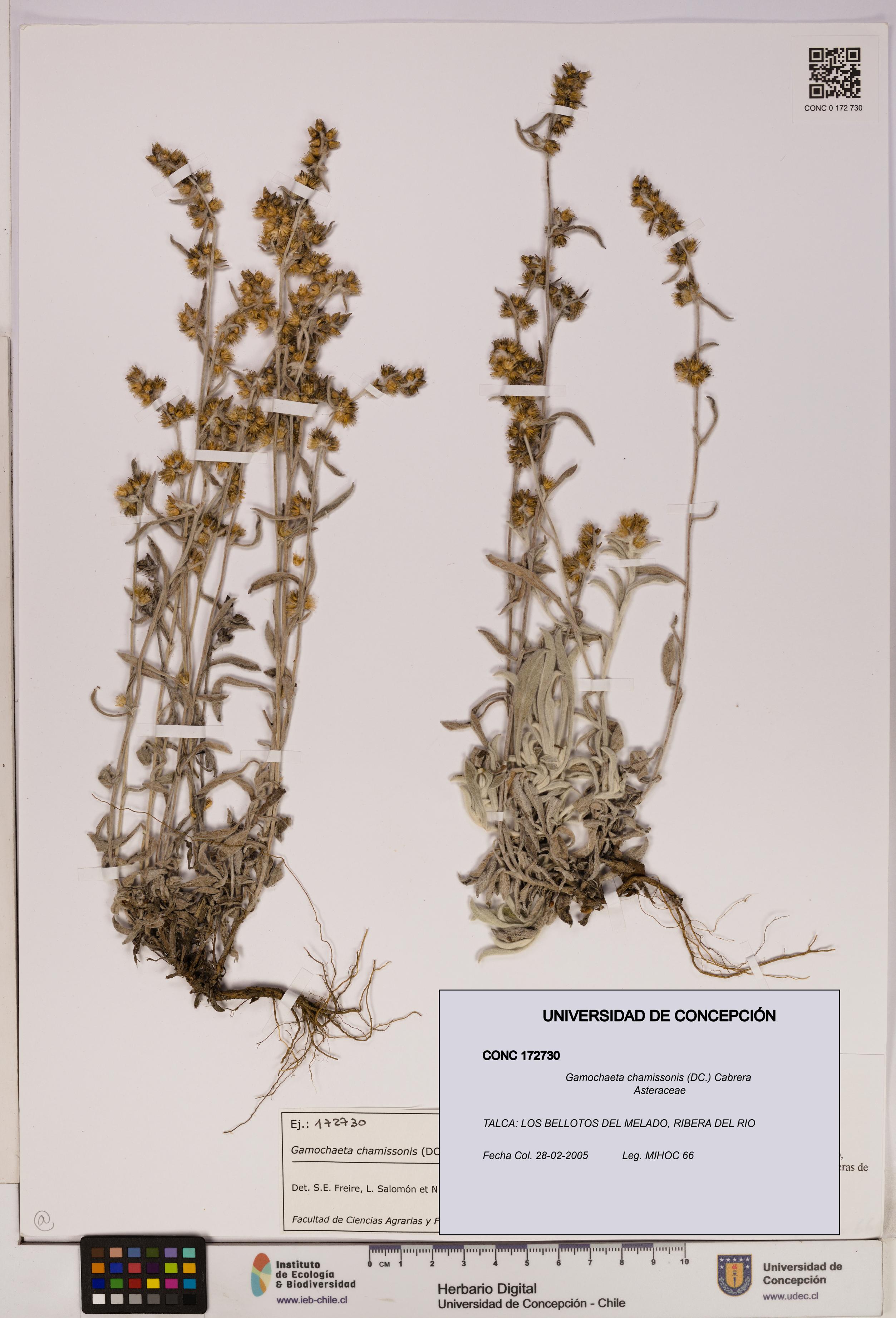 Gamochaeta chamissonis [Espécimen: UDEC:CONC:0172730]