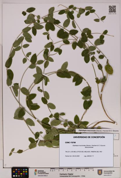 Diplolepis mucronata [Espécimen: UDEC:CONC:0172735]