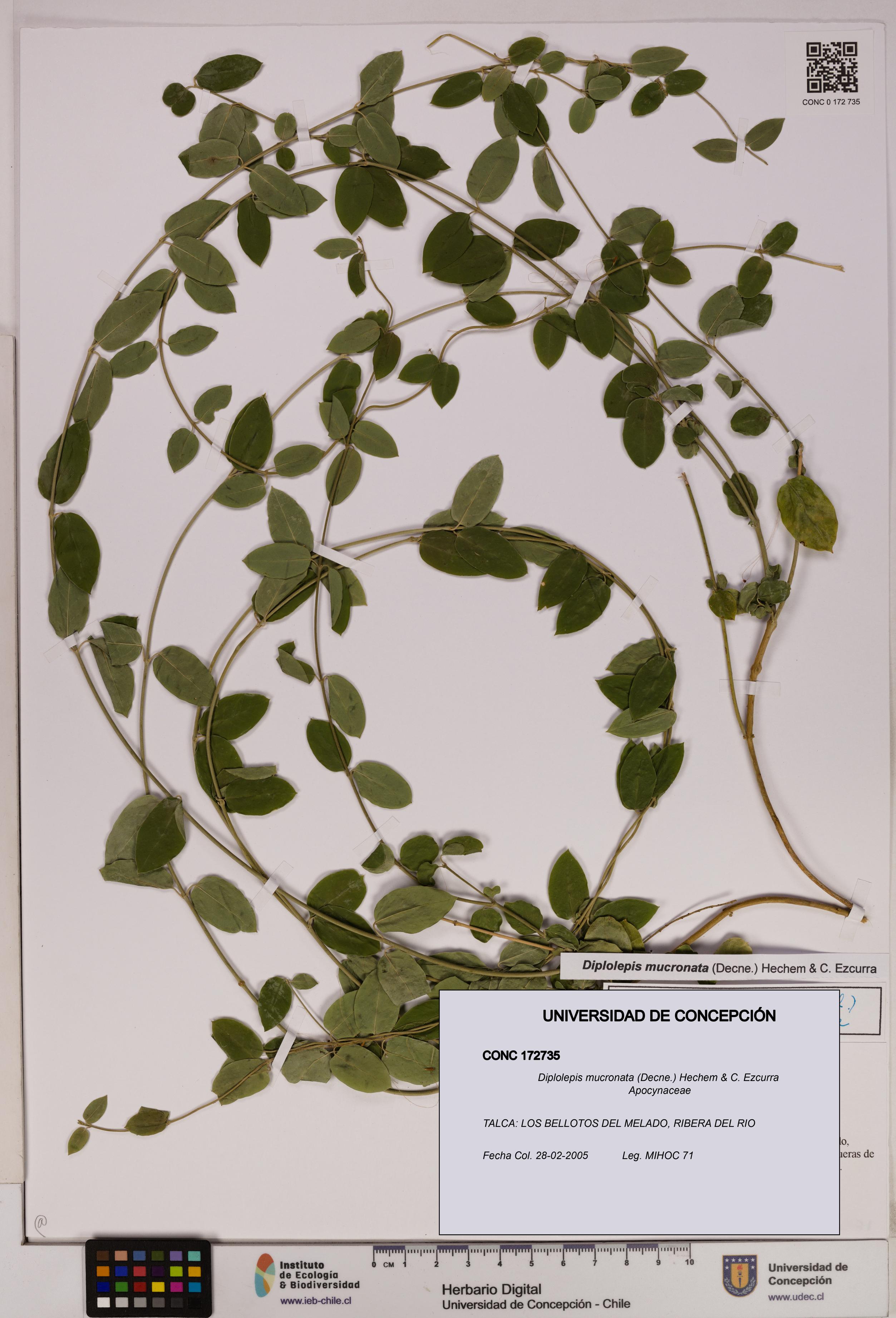 Diplolepis mucronata [Espécimen: UDEC:CONC:0172735]