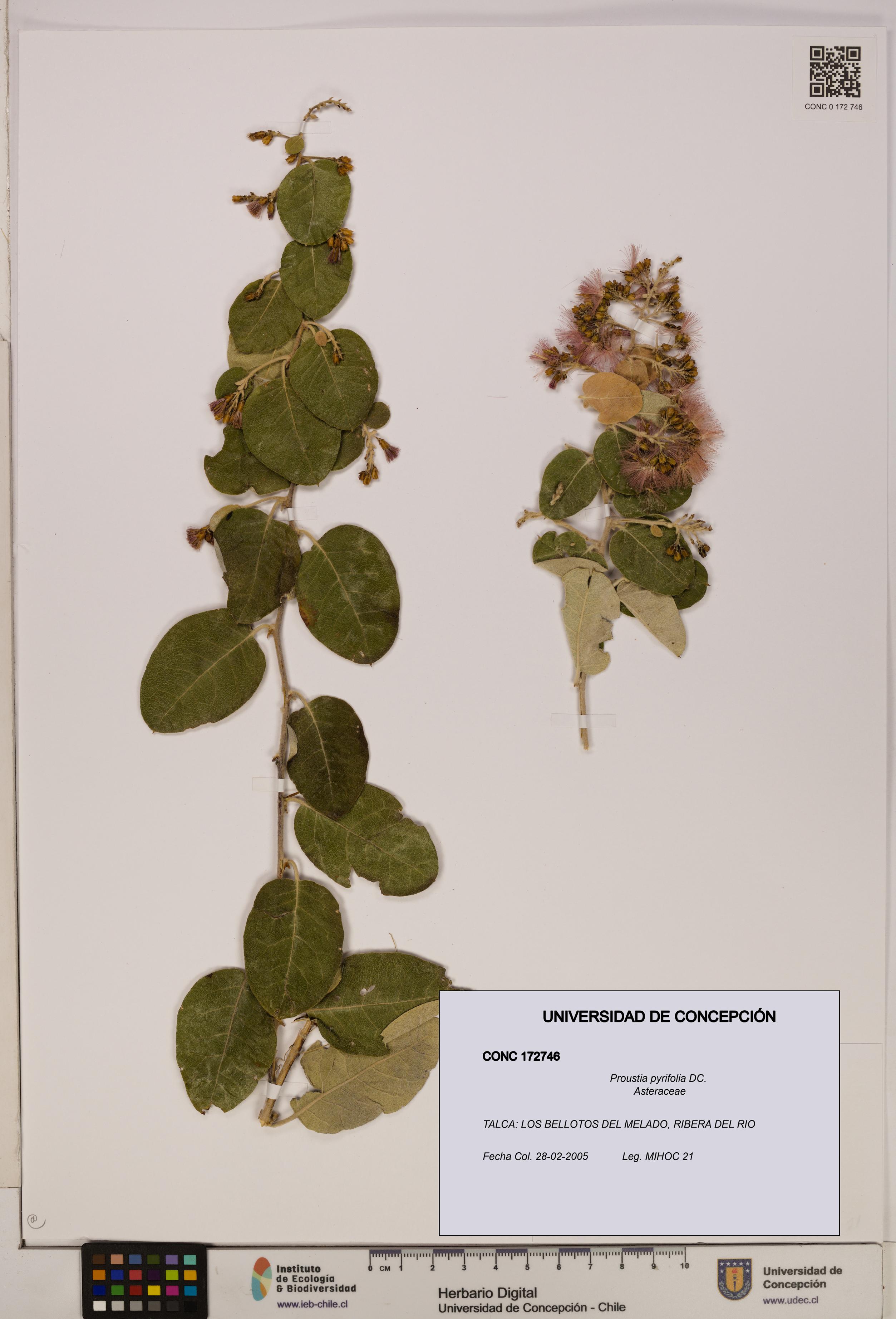 Proustia pyrifolia [Espécimen: UDEC:CONC:0172746]