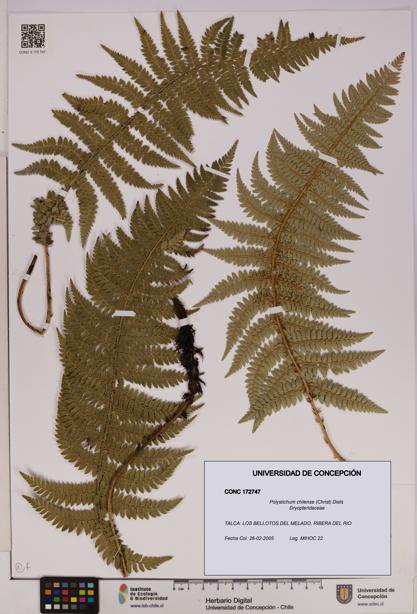Polystichum chilense [Espécimen: UDEC:CONC:0172747]