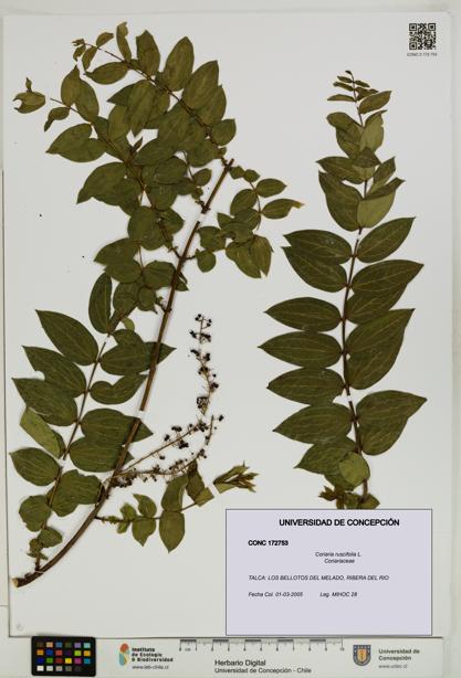 Coriaria ruscifolia [Espécimen: ]