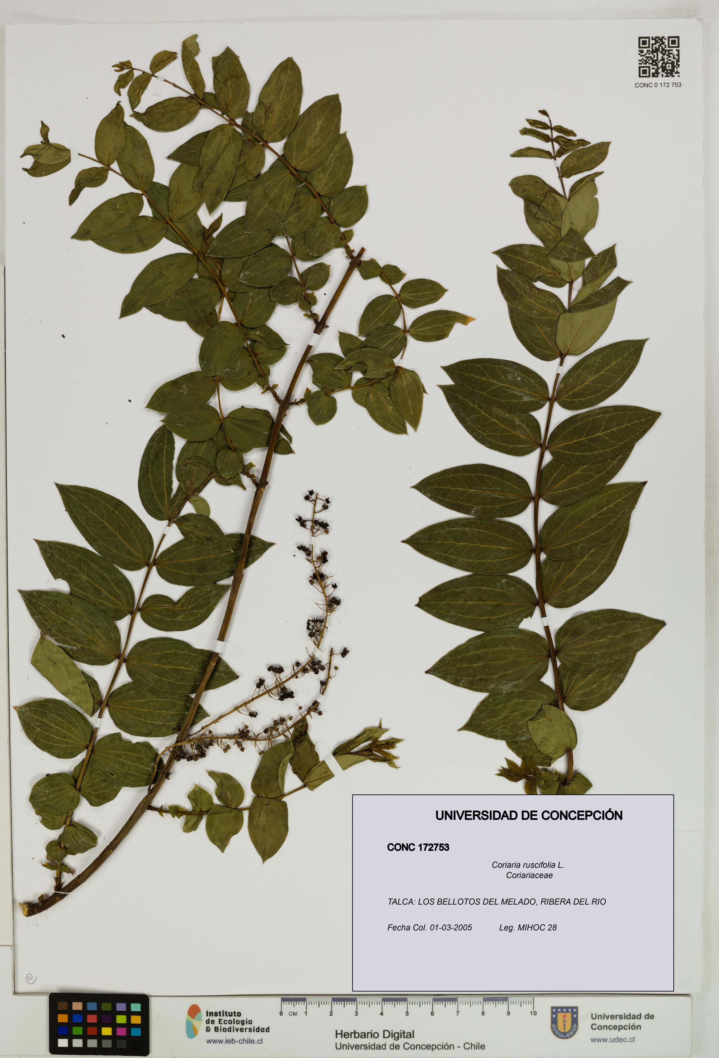 Coriaria ruscifolia [Espécimen: ]