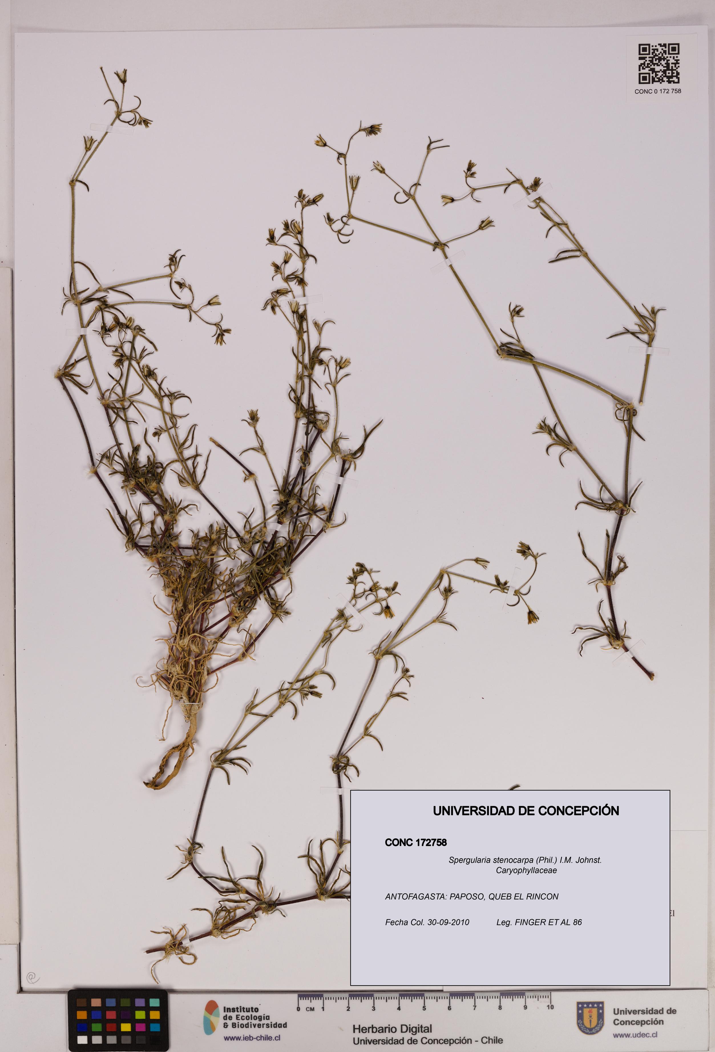 Spergularia stenocarpa [Espécimen: UDEC:CONC:0172758]