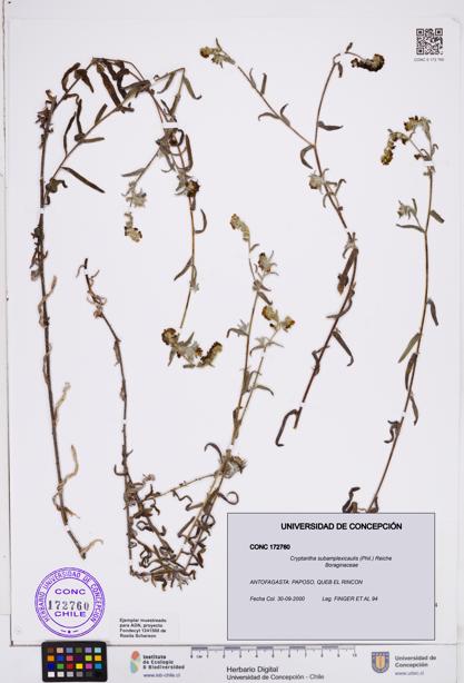 Cryptantha subamplexicaulis [Espécimen: ]