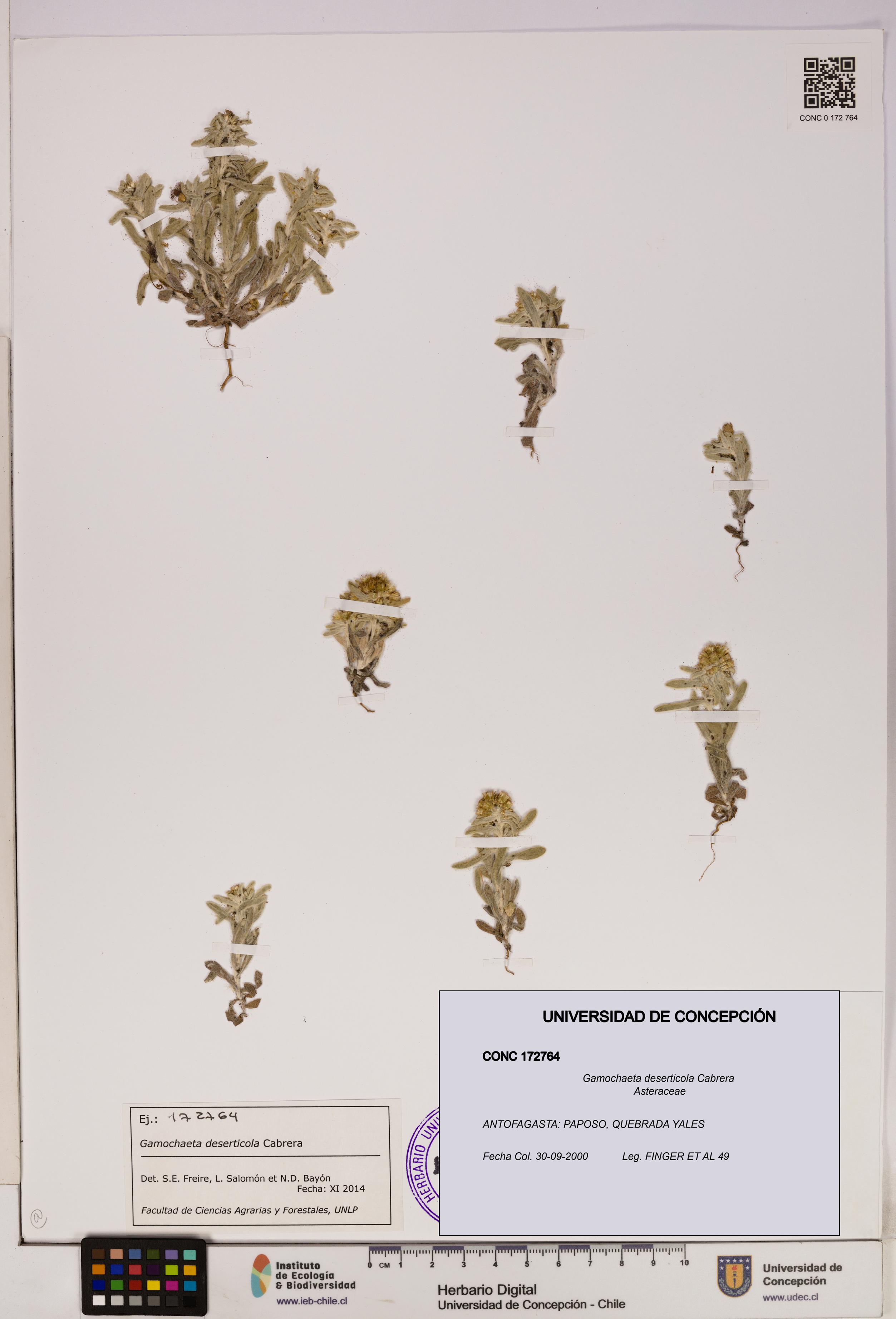 Gamochaeta deserticola [Espécimen: UDEC:CONC:0172764]