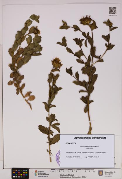 Haplopappus deserticola [Espécimen: UDEC:CONC:0172776]