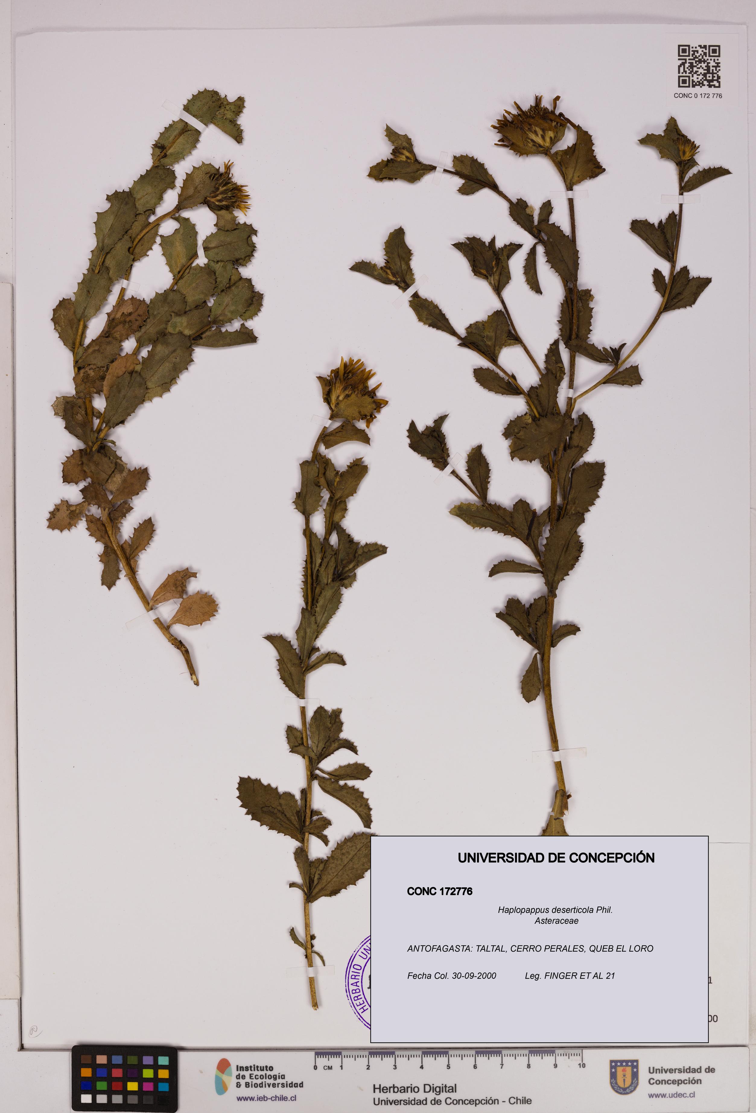 Haplopappus deserticola [Espécimen: UDEC:CONC:0172776]