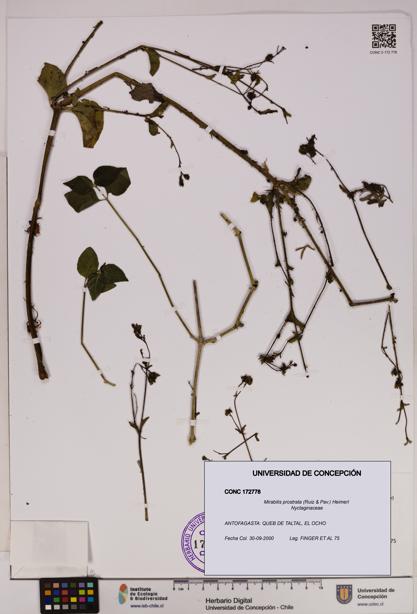 Mirabilis prostrata [Espécimen: UDEC:CONC:0172778]
