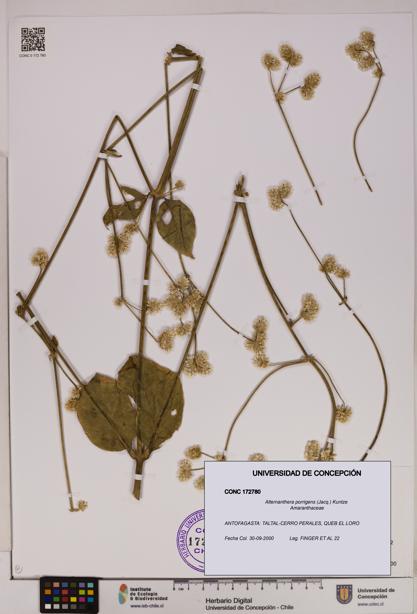 Alternanthera porrigens [Espécimen: UDEC:CONC:0172780]