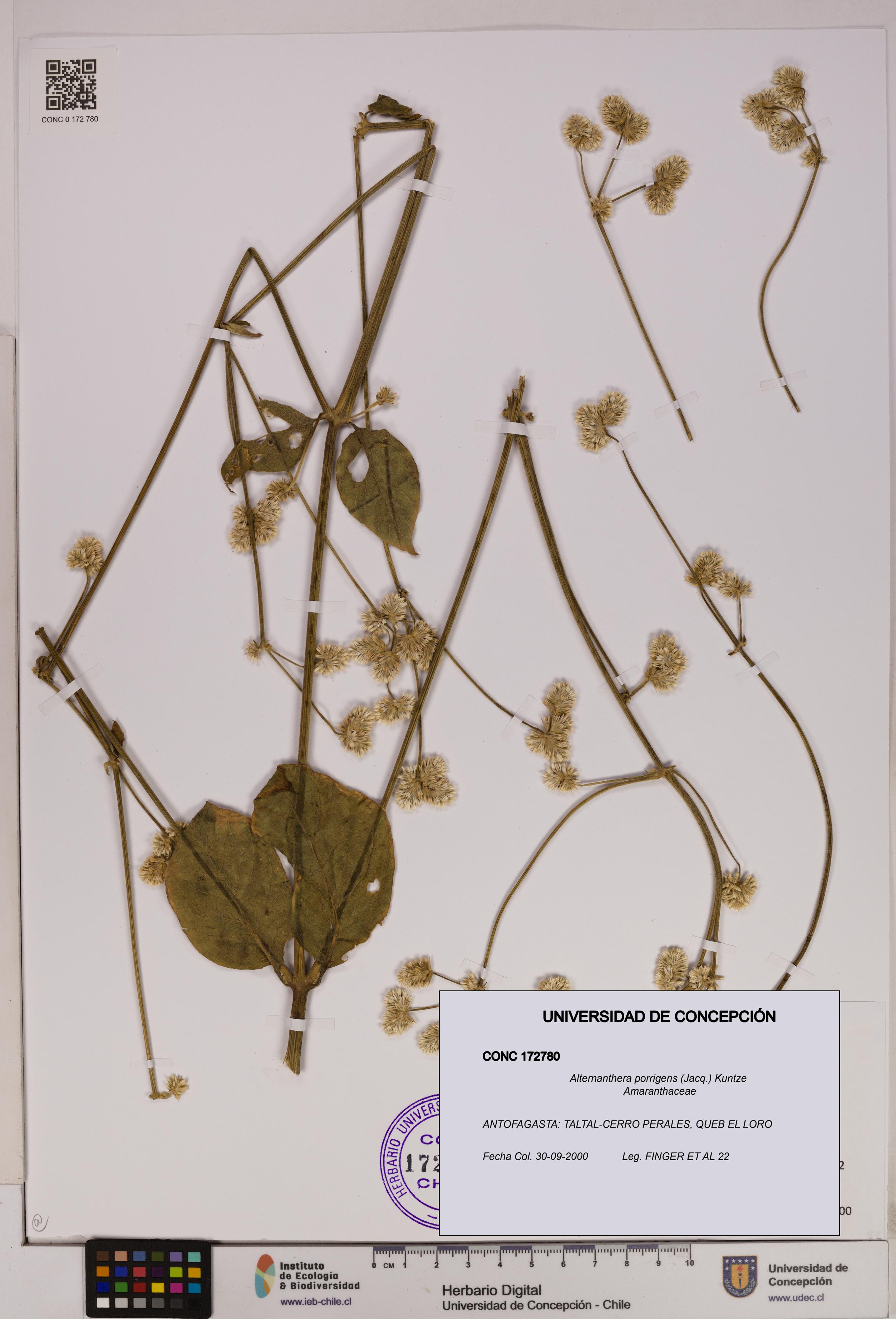 Alternanthera porrigens [Espécimen: UDEC:CONC:0172780]