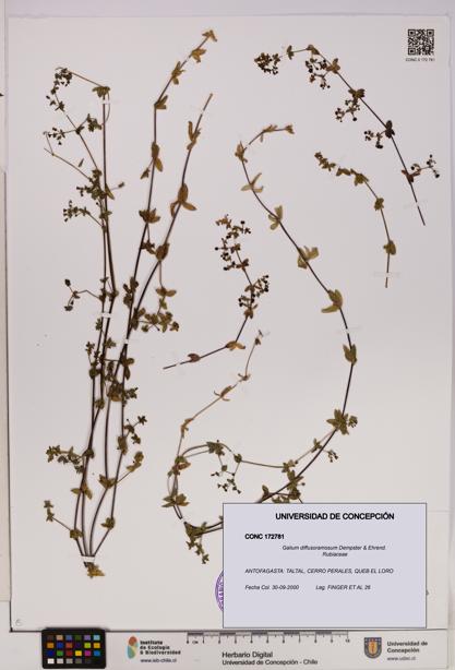 Galium diffusoramosum [Espécimen: UDEC:CONC:0172781]