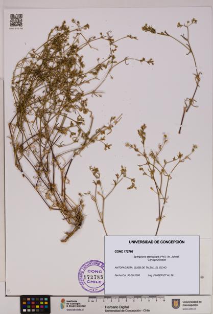 Spergularia stenocarpa [Espécimen: UDEC:CONC:0172785]